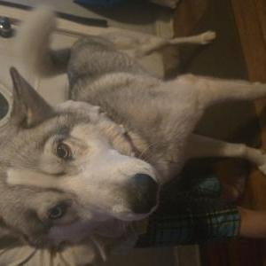 Image of Otis, Lost Dog