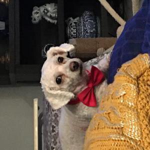 Lost Dog Lolita
