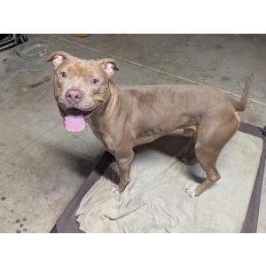 Found Dog Unknown