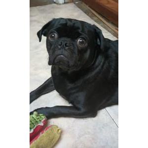Lost Dog Pugslee