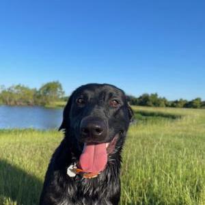 Image of Remington, Lost Dog