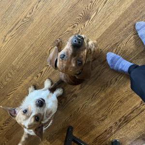 Found Dog Unknown