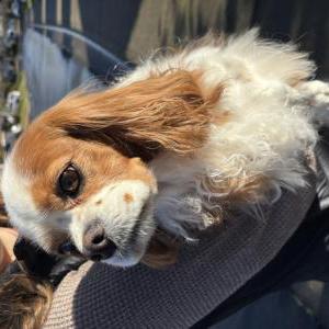 Image of Unknown, Found Dog