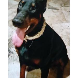 Image of Osiris, Lost Dog