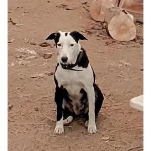 Image of April, Lost Dog