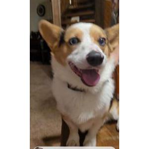 Lost Dog Ham