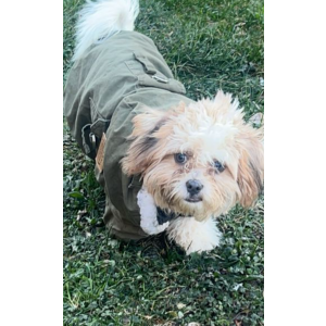 Lost Dog Toby