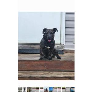 Image of Rocky, Lost Dog