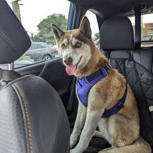 Found Dog Unknown