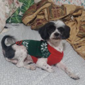 Lost Dog Locky