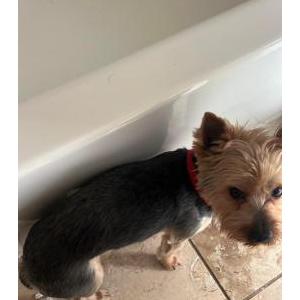 Lost Dog Nino