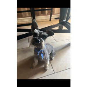 Lost Dog Cooper