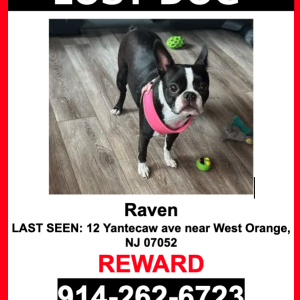 Lost Dog Raven