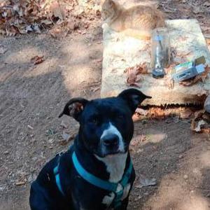 Lost Dog Ursula