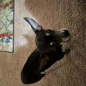 Lost Dog Surrena