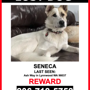 Lost Dog Seneca