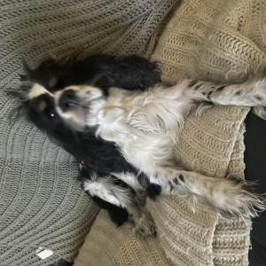 Image of Charles, Lost Dog