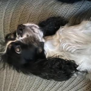 2nd Image of Charles, Lost Dog