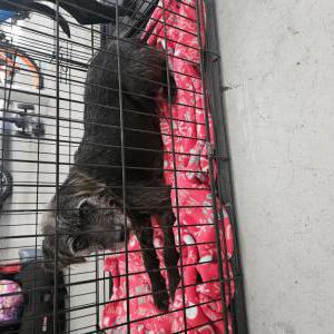 Found Dog Unknown
