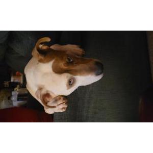 Image of Butterbean, Lost Dog