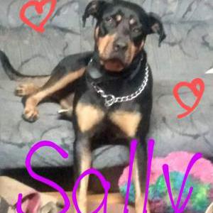 Image of Sally, Lost Dog