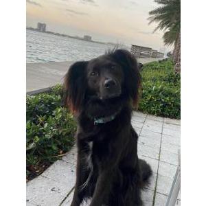 Lost Dog Braco