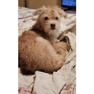 Lost Dog Missy