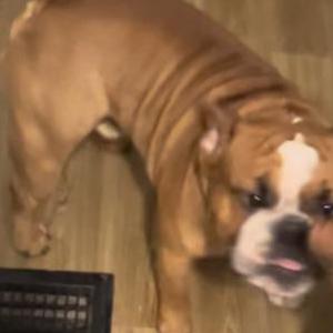 Image of Turk, Lost Dog