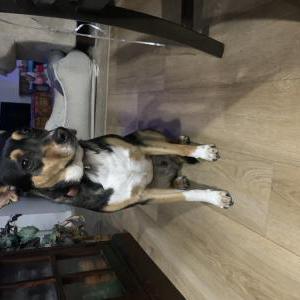 Lost Dog Chans
