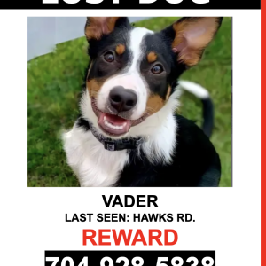 Image of Vader, Lost Dog