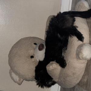 Lost Dog Oreo
