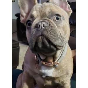 Lost Dog Star