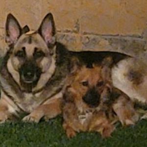 Lost Dog Maya