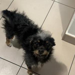 Found Dog unknown