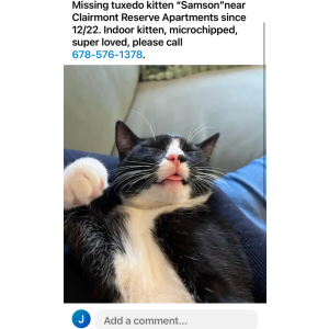 Image of Samson, Lost Cat