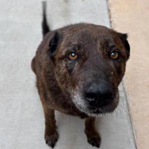 Found Dog Unknown