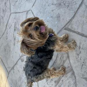 Lost Dog Zoe