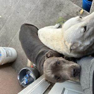 Lost Dog Loki