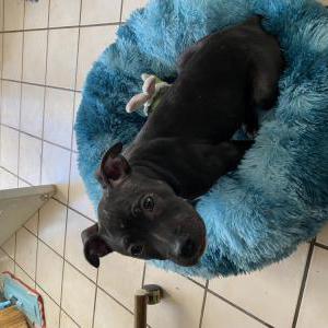Found Dog unknown