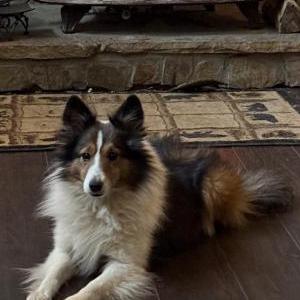 Lost Dog Cullen