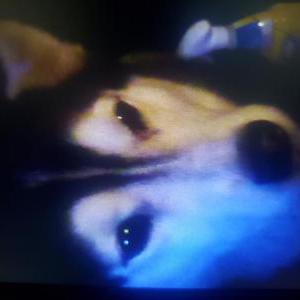 Lost Dog Mya