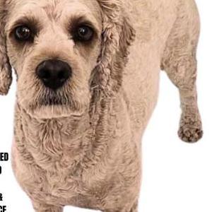 Lost Dog Kobe