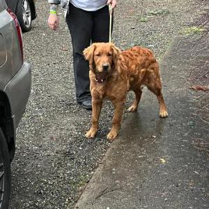Found Dog Unknown