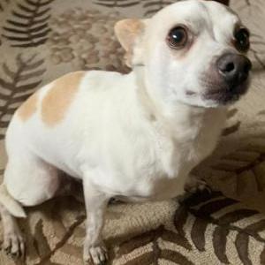 Lost Dog Fido