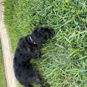 Found Dog Unknown