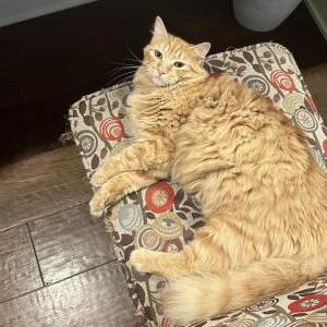 Image of Julia “Jules”, Lost Cat