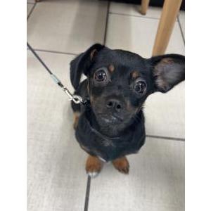Lost Dog Coffee