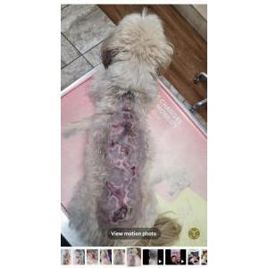 2nd Image of Chui, Lost Dog