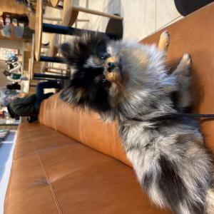 Lost Dog Stormy