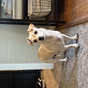Found Dog Unknown